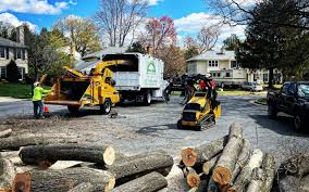 Professional Tree Services in Weldon, NC