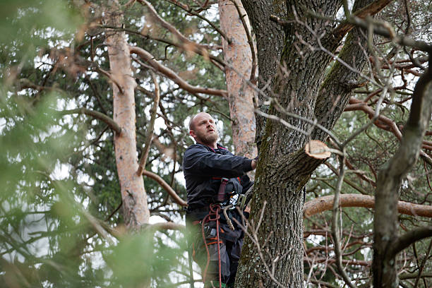 How Our Tree Care Process Works  in  Weldon, NC